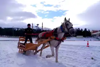 Erzurum'da Heyecan Dolu Atlı Kızak Yarışları
